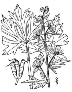 Aconitum-noveboracense01.jpg
